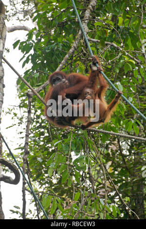 Bornesischen Orang-utans (Mutter und Kind) hängenden Seil im Wald bei Semenggoh Wildlife Center, Kuching, Sarawak (Borneo), Malaysia Stockfoto