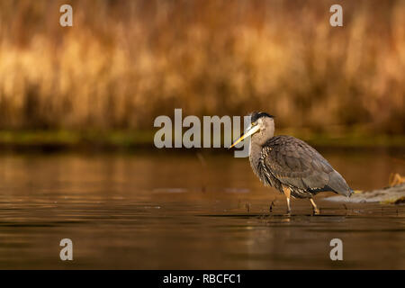 Great Blue Heron (Ardea herodias) waten in Pacific Northwest Gewässern Stockfoto