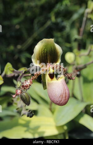Nepenthes (Tropische Kannenpflanze) Stockfoto