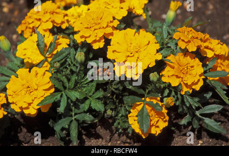 TAGETES PATULA „AURORA ORANGE“, BEKANNT ALS FRANZÖSISCHE RINGELBLUMEN ODER SAMTBLUMEN. Stockfoto