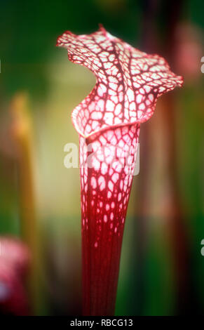 Sarracenia rubra, auch bekannt als die süße Pitcherplant ist eine fleischfressende Pflanze aus der Gattung Sarracenia. Stockfoto