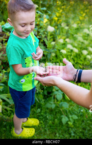 Ein kleiner Junge spielt mit einem Frosch in der Natur. Kinder Entdeckung Stockfoto