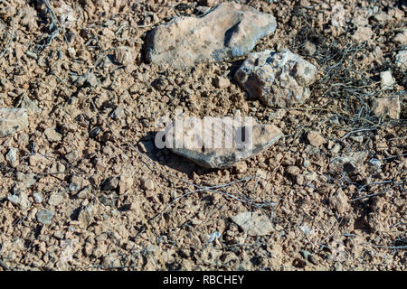 Ein Fossil aus Stein auf der Kaboodan Insel, die größte Insel der Urmia See Stockfoto