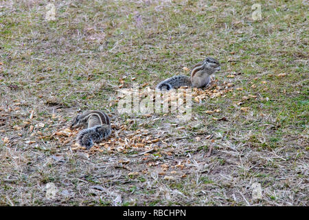 Eichhörnchen essen Erdnüsse in der Erde lagen, niedliche squirre Stockfoto