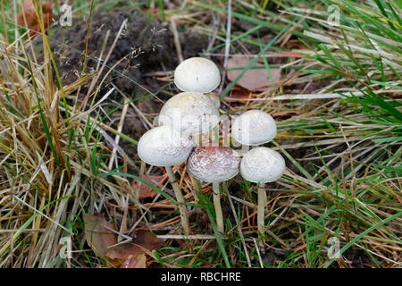 Protostropharia semiglobata, bekannt als der Mist, den roundhead halfglobe Pilz, oder der hemisphärischen stropharia Stockfoto