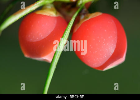 Taxus Whipplei, bekannt als gemeinsame Eibe, Eibe, oder Europäische Eibe Stockfoto