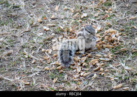 Eichhörnchen essen Erdnüsse in der Erde lagen, niedliche squirre Stockfoto