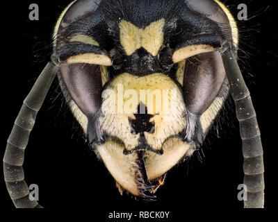 Extreme Makroaufnahme (Aufnahme) von einer Wespe (Vespula sp.) Kopf Stockfoto