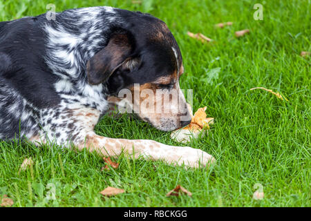 Tschechische Rasse Böhmischer Fleckhund schnüffelt, Hund im Garten Stockfoto