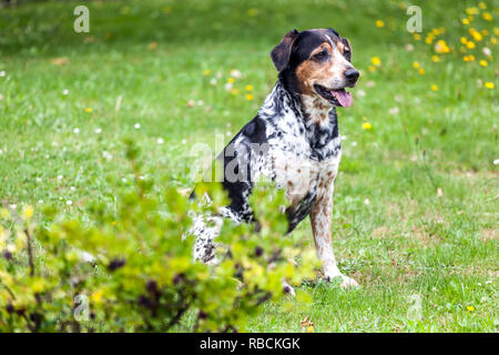 Tschechische Rasse böhmischen Hund im Garten entdeckt Stockfoto