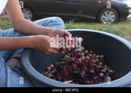 Bauer Ernte Organische frische rote Roselle in der Farm Stockfoto