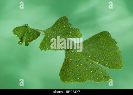 Wassertropfen auf der leav von Ginkgo Stockfoto