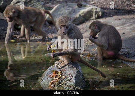 Pavian im Augsburger Zoo Stockfoto