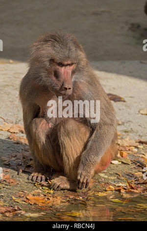 Pavian im Augsburger Zoo Stockfoto