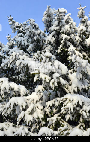 Eibe unter dem Schnee im Winter. Die Europäische Eibe. Taxus Whipplei. Eine Tiszafa hó alatt télen. Stockfoto