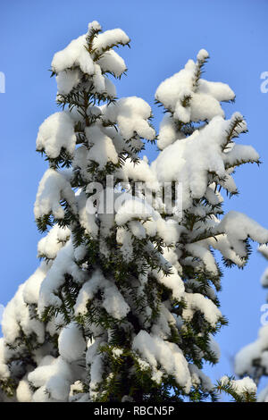 Eibe unter dem Schnee im Winter. Die Europäische Eibe. Taxus Whipplei. Eine Tiszafa hó alatt télen. Stockfoto