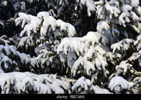 Eibe unter dem Schnee im Winter. Die Europäische Eibe. Taxus Whipplei. Eine Tiszafa hó alatt télen. Stockfoto