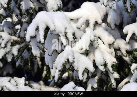 Eibe unter dem Schnee im Winter. Die Europäische Eibe. Taxus Whipplei. Eine Tiszafa hó alatt télen. Stockfoto