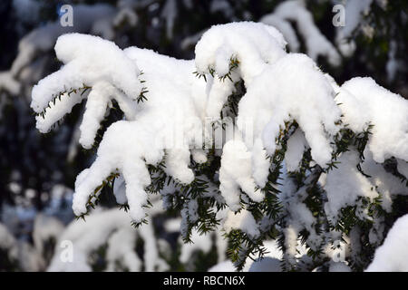 Eibe unter dem Schnee im Winter. Die Europäische Eibe. Taxus Whipplei. Eine Tiszafa hó alatt télen. Stockfoto