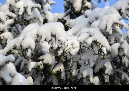 Eibe unter dem Schnee im Winter. Die Europäische Eibe. Taxus Whipplei. Eine Tiszafa hó alatt télen. Stockfoto