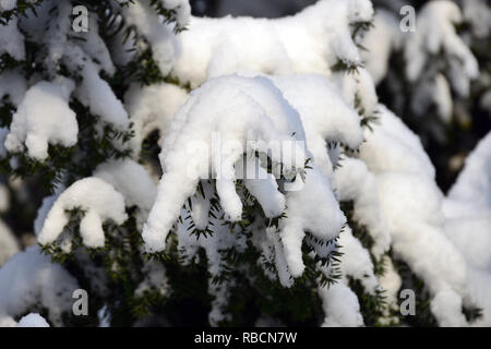 Eibe unter dem Schnee im Winter. Die Europäische Eibe. Taxus Whipplei. Eine Tiszafa hó alatt télen. Stockfoto