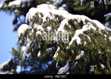 Eibe unter dem Schnee im Winter. Die Europäische Eibe. Taxus Whipplei. Eine Tiszafa hó alatt télen. Stockfoto