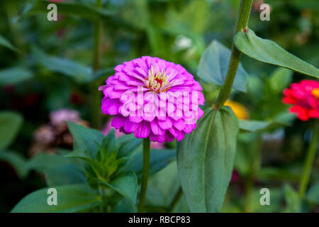 Schöne zinnia Blumen auf grünem Blatt hintergrund. Nahaufnahme von rosa zinnia Blumen im Garten. Stockfoto