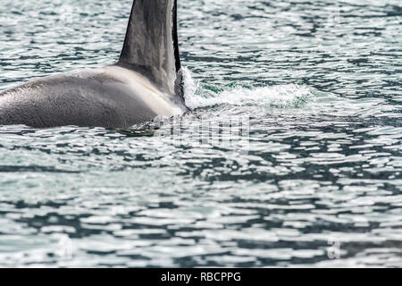 Großer Schwertwal (Orca) im Meer, Halbinsel Kamtschatka, Russland. Schließen Sie herauf Bild Stockfoto