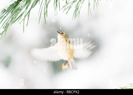 (Goldcrest Regulus Regulus) im Flug. Motion Blur von Flügeln. Von Tannennadeln im Schnee eingerahmt. Wales, Großbritannien. Dezember Stockfoto