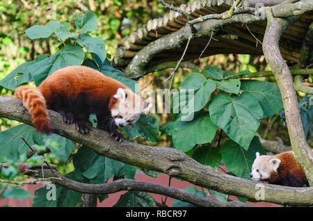 Zwei rote Pandas, Panda liegend und Klettern im Baum mit grünen Blättern. Stockfoto