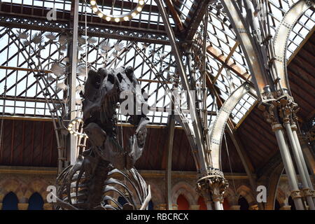 Kopf einer Dinosaur Museum of Natural History Oxford Stockfoto