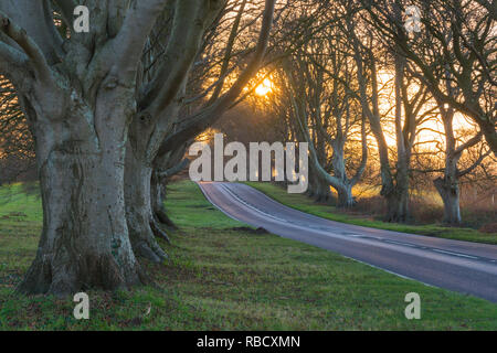 Wimborne, Dorset, Großbritannien. 9. Januar 2019. UK Wetter. Die Morgensonne, die sich hinter dem Buche Allee auf der B 3082 an Badbury Rings in der Nähe Wimborne in Dorset an einem kalten klaren Morgen kurz nach Sonnenaufgang. Foto: Graham Jagd-/Alamy leben Nachrichten Stockfoto