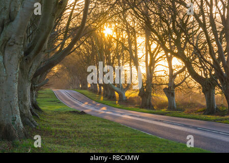 Wimborne, Dorset, Großbritannien. 9. Januar 2019. UK Wetter. Die Morgensonne, die sich hinter dem Buche Allee auf der B 3082 an Badbury Rings in der Nähe Wimborne in Dorset an einem kalten klaren Morgen kurz nach Sonnenaufgang. Foto: Graham Jagd-/Alamy leben Nachrichten Stockfoto