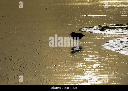 09. Januar 2019, Niedersachsen Borkum: eine Möwe steht bei schönem Wetter im seichten Wasser am Strand von Borkum. Foto: mohssen Assanimoghaddam/dpa Stockfoto