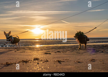 Blackpool, Großbritannien. 9 Jan, 2019. Wetter news. Einen schönen Winter Abend in Blackpool, Leute heraus dort mit doggies genießen Sie die Wintersonne. Credit: Gary Telford/Alamy leben Nachrichten Stockfoto