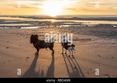 Blackpool, Großbritannien. 9 Jan, 2019. Wetter news. Einen schönen Winter Abend in Blackpool, Leute heraus dort mit doggies genießen Sie die Wintersonne. Credit: Gary Telford/Alamy leben Nachrichten Stockfoto