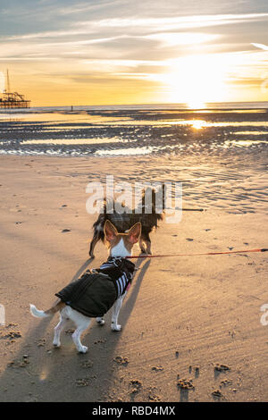 Blackpool, Großbritannien. 9 Jan, 2019. Wetter news. Einen schönen Winter Abend in Blackpool, Leute heraus dort mit doggies genießen Sie die Wintersonne. Credit: Gary Telford/Alamy leben Nachrichten Stockfoto