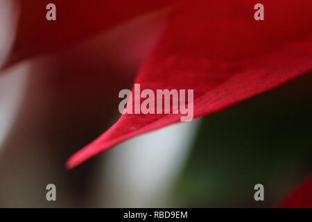 Red Leaf, Makro, Hintergrund beginnt Stockfoto