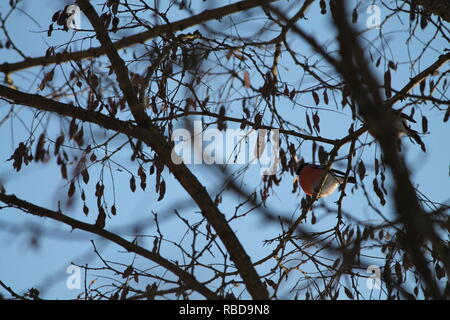 Helle dompfaff Vögel auf einem Baum in kalten Wintertag eingefroren Stockfoto