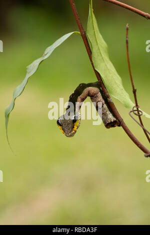 Schlange imitieren Caterpillar. Larve einer Sphinx hawk Moth (Hemeroplanes triptolemus). ACR Maijuna, Rio Napo, Peru Stockfoto