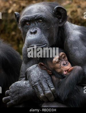 Die Liebe einer Mutter ist klar in diesem Satz von adorable Bilder wie ein Schimpanse klammert sich auf ihr Baby zu sehen. Herzerwärmende Fotos zeigen Mutter und Kind umarmen, wie das Baby Schimpanse in ein riesiges Lächeln und Lachen platzt, während sie in die Kamera schaut. Andere Bilder zeigen die Cute Baby Festhalten an Mama, als sie um Spaziergänge, seine Füße zu finden, indem Sie Ihre eigenen unsicheren Schritten und saugen die Daumen. Der Spaß Fotos wurden in den Taronga Zoo, Sydney, Australien von Fotograf Mandy Creighton (49), von Wollongong, Australien. Mediadrumimages/Mandy Creighton Stockfoto