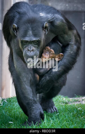 Die Liebe einer Mutter ist klar in diesem Satz von adorable Bilder wie ein Schimpanse klammert sich auf ihr Baby zu sehen. Herzerwärmende Fotos zeigen Mutter und Kind umarmen, wie das Baby Schimpanse in ein riesiges Lächeln und Lachen platzt, während sie in die Kamera schaut. Andere Bilder zeigen die Cute Baby Festhalten an Mama, als sie um Spaziergänge, seine Füße zu finden, indem Sie Ihre eigenen unsicheren Schritten und saugen die Daumen. Der Spaß Fotos wurden in den Taronga Zoo, Sydney, Australien von Fotograf Mandy Creighton (49), von Wollongong, Australien. Mediadrumimages/Mandy Creighton Stockfoto