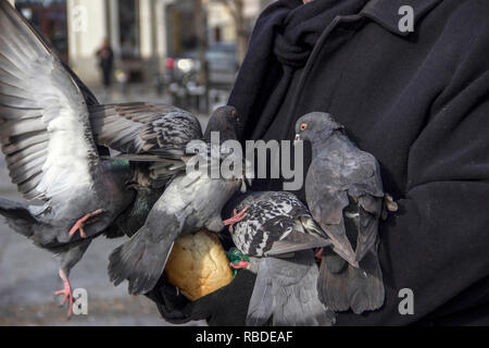 Belgrad, Serbien, Jan 2019 - älterer Herr, Vogelliebhaber, füttern Tauben auf Masaryk-platz (Masarikov trg) in Zemun Stockfoto