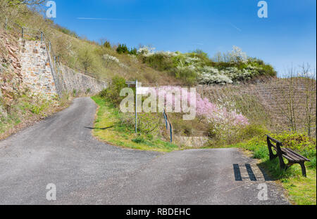 Blick entlang einer schmalen Straße in der Nähe der Calmont bei Bremm an der Mosel Weinberge im Frühling, Deutschland. Stockfoto