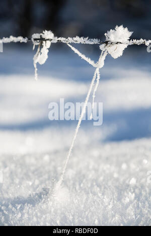 Eingefrorene anlage Threads mit Eis Blumen verbinden ein stacheldrahtzaun mit dem glitzernden Schnee auf dem Boden. In der Eifel, Deutschland im Winter gesehen. Stockfoto