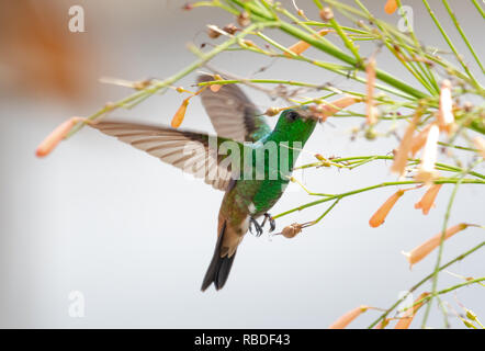 Juvenile Kupfer - Kolibri rumped Fütterung auf die Antigua Wärme Blume Stockfoto