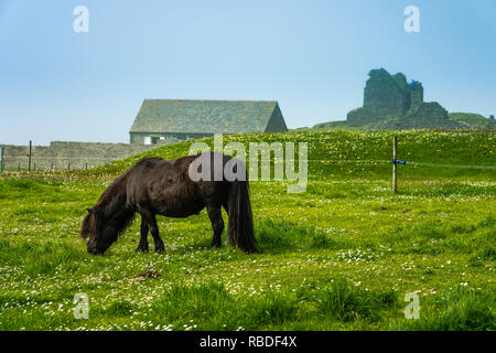 Ein Shetland Pony an der Jarlshof prähistorischen und nordischen Siedlung archäologischen Stätte in der Shetlandinseln, Schottland, Großbritannien, Europa. Stockfoto