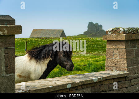 Ein Shetland Pony an der Jarlshof prähistorischen und nordischen Siedlung archäologischen Stätte in der Shetlandinseln, Schottland, Großbritannien, Europa. Stockfoto