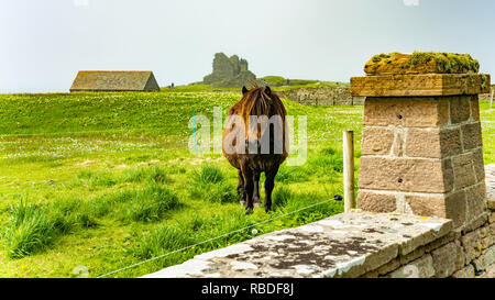 Ein Shetland Pony an der Jarlshof prähistorischen und nordischen Siedlung archäologischen Stätte in der Shetlandinseln, Schottland, Großbritannien, Europa. Stockfoto