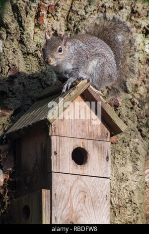 Graue Eichhörnchen (Sciurus carolinensis) auf der Oberseite eines Vogels Nest in einem ausgereiften Eiche, Großbritannien Stockfoto